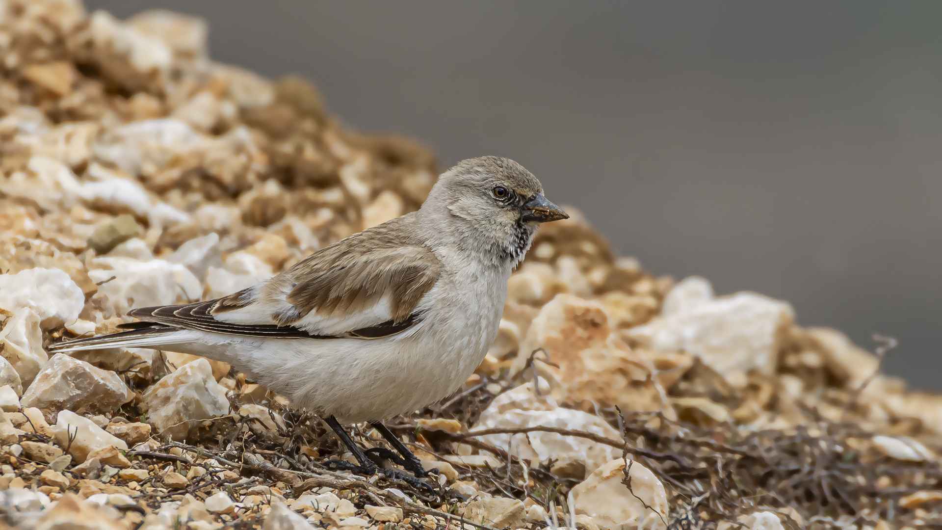 White-winged Snowfinch